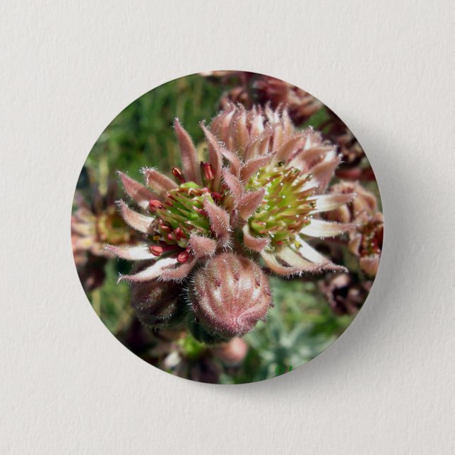 Bóton Redondo 5.08cm Flores (Sempervivum) e pintinhos (Frente)