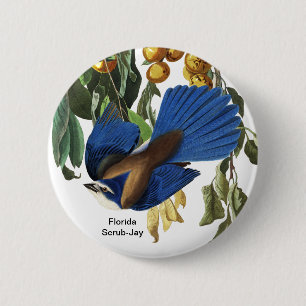 Bóton Redondo 5.08cm Florida Scrub-Jay, John James Audubon, Rare Bird,