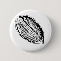 fóssil de triliobite