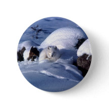 Fox ártico americano