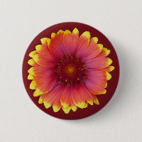Gaillardia 1