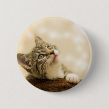 Gatinho Fofo com uma Pata Estimulada