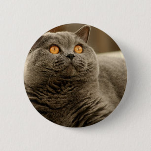 Bóton Redondo 5.08cm Gato: Cat Shorthair