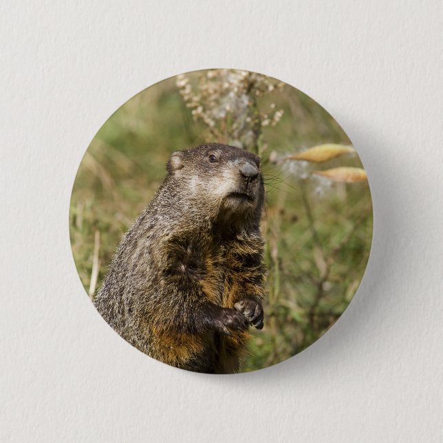 Bóton Redondo 5.08cm Groundhog (Frente)