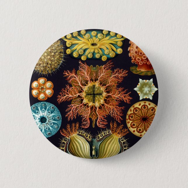 Bóton Redondo 5.08cm Haeckel (Frente)