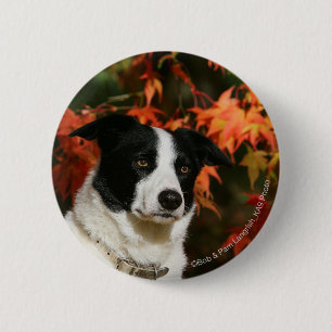 Bóton Redondo 5.08cm Headshot do outono de border collie
