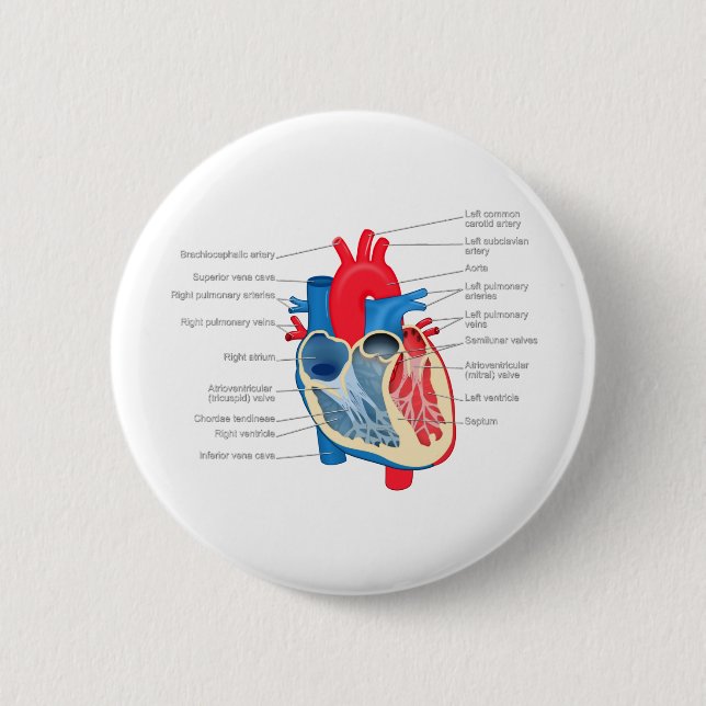 Bóton Redondo 5.08cm Heart_Anatomy (Frente)