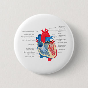 Bóton Redondo 5.08cm Heart_Anatomy