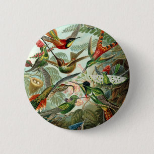 Bóton Redondo 5.08cm Hummingbird (Trochilidae) por Haeckel Button