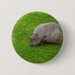 Bóton Redondo 5.08cm Incrível Animal Capivara