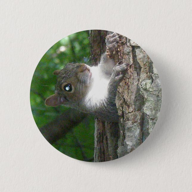 Bóton Redondo 5.08cm Itens de Esquilo de Cinza oriental (Sciurus caroli (Frente)