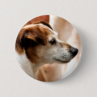 JACK RUSSELL TERRIER DOG