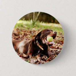 Bóton Redondo 5.08cm Labrador Chocolate Brincando Com Bola