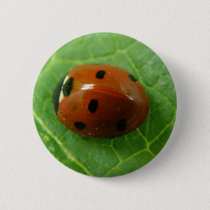 Bóton Redondo 5.08cm Ladybug Button