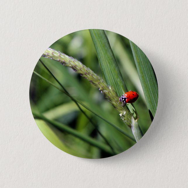 Bóton Redondo 5.08cm Ladybug (Coccinellidae) (Frente)