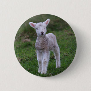Bóton Redondo 5.08cm Lamb Baby Shea Fazenda Animal