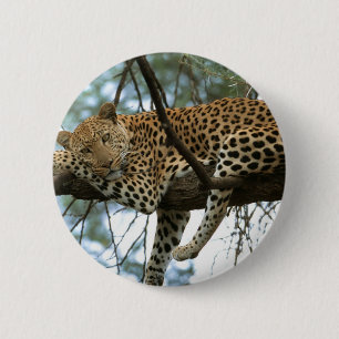 Bóton Redondo 5.08cm Leopardo que descansa na árvore