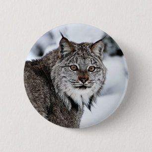 Bóton Redondo 5.08cm Lince canadense na neve