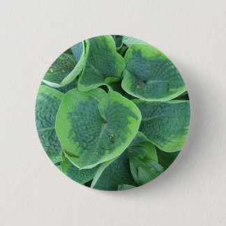 Bóton Redondo 5.08cm Luz Variegated do Hosta - folhas verdes escuro