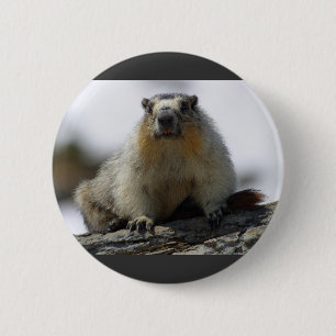 Bóton Redondo 5.08cm Marmota inchada amarelo