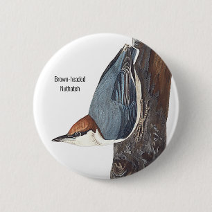 Bóton Redondo 5.08cm Nuthatch, Audubon, Visto Birders Bird, de cabeça 