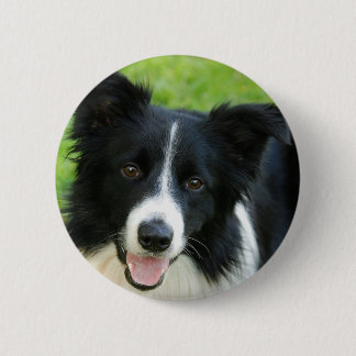 Bóton Redondo 5.08cm O cão de border collie adiciona o animal de