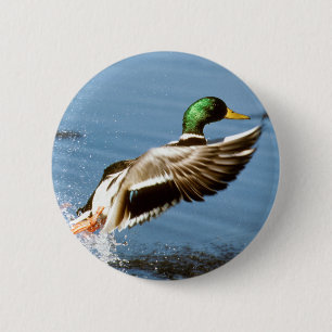 Bóton Redondo 5.08cm O pato selvagem Drake toma o vôo