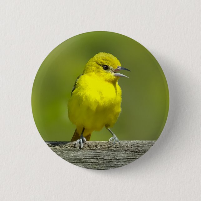 Bóton Redondo 5.08cm Orchard Oriole - Fotografia Original (Frente)