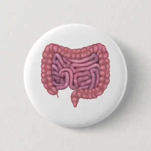 Bóton Redondo 5.08cm Os intestinos estripam o sistema digestivo humano