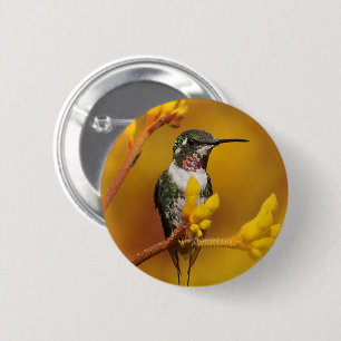 Bóton Redondo 5.08cm Ouro brilhante