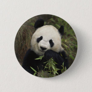 Bóton Redondo 5.08cm Panda gigante bonito