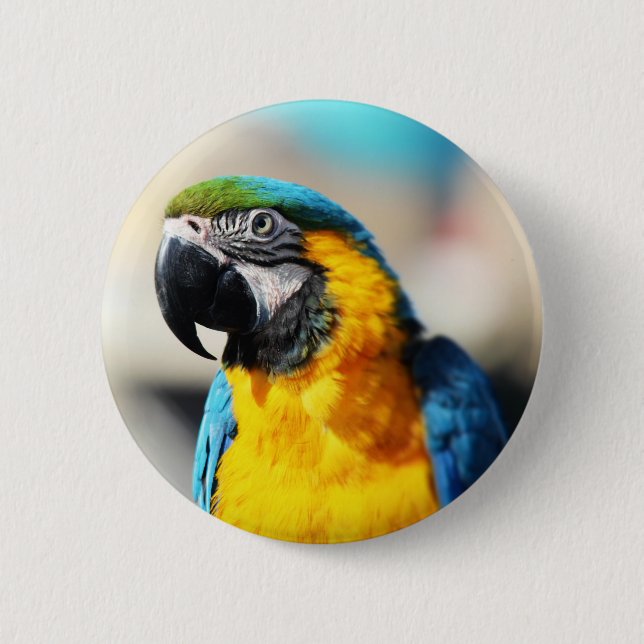 Bóton Redondo 5.08cm papagaio (Frente)