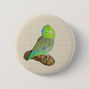 Bóton Redondo 5.08cm Parrotlet masculino verde