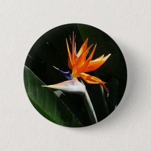 Bóton Redondo 5.08cm Pássaro da Flor Tropical Laranja do Paraíso