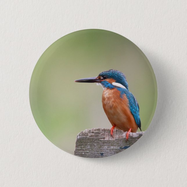 Bóton Redondo 5.08cm Pássaro Kingfisher. (Frente)