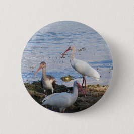 Bóton Redondo 5.08cm Pássaros Ibis na margem da baía da Flórida