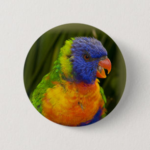 Bóton Redondo 5.08cm periquito colorido