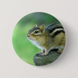 Bóton Redondo 5.08cm Pin curioso do Chipmunk