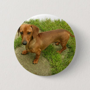 Bóton Redondo 5.08cm Pin de Daschund