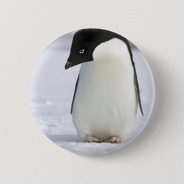 Bóton Redondo 5.08cm Pin só do pinguim (Frente)