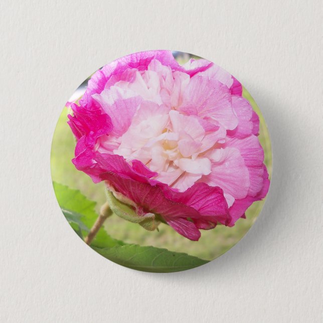 Bóton Redondo 5.08cm pink and white changeable hibiscus bloom (Frente)