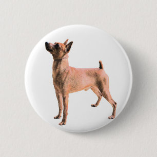 Bóton Redondo 5.08cm Pinscher diminuto