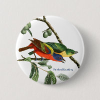 Pintado, Audubon, Birdwatcher Finch Bird,