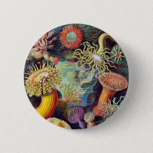 Bóton Redondo 5.08cm Pintura de ilustração Actiniae Germa Ernst Haeckel