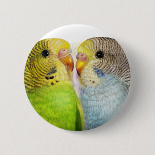 Bóton Redondo 5.08cm Pintura realística dos Budgerigars