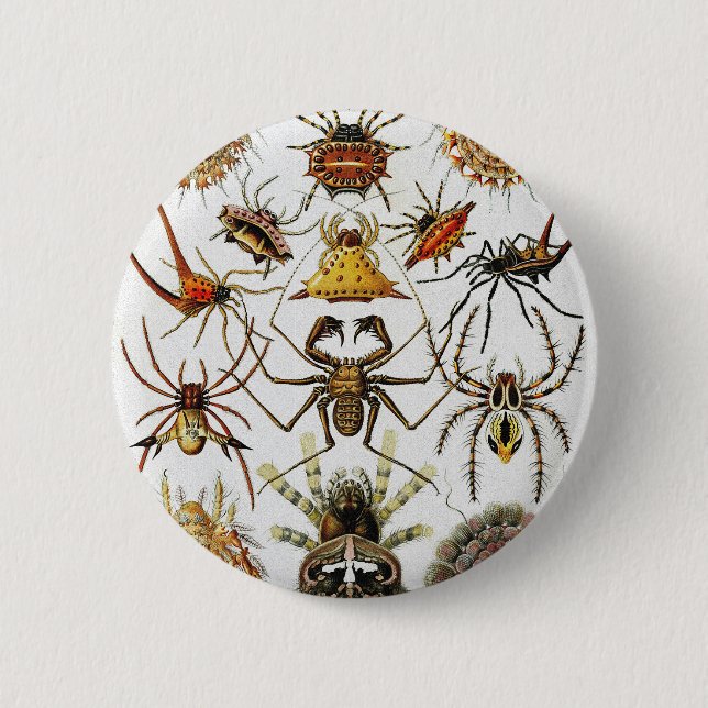Bóton Redondo 5.08cm Placa aranhas Ouro Haeckel 66 (Frente)