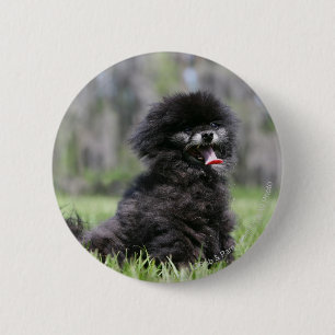 Bóton Redondo 5.08cm Pomeranian superior preto
