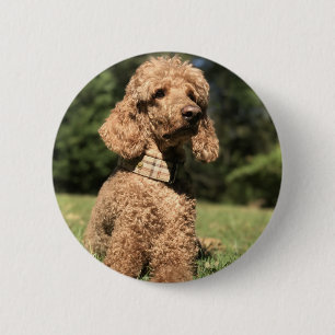 Bóton Redondo 5.08cm Poodle Apricot Personalizável