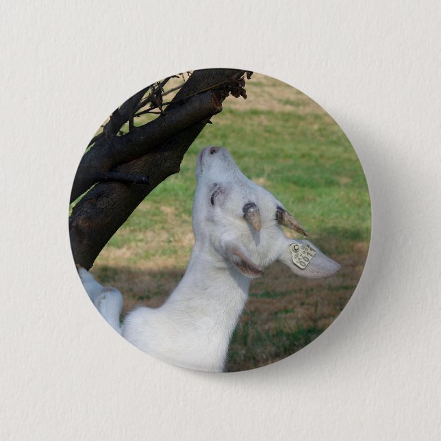 Bóton Redondo 5.08cm Posso Subir Nesta Árvore? (Frente)