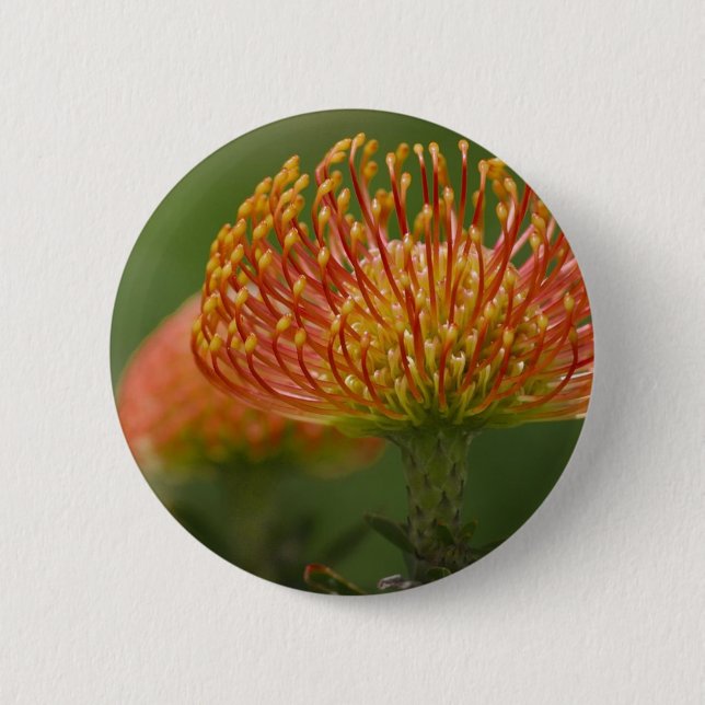 Bóton Redondo 5.08cm Protea do Pincushion (Frente)